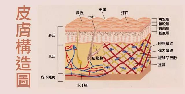 眼睛下面八字皱纹叫什么