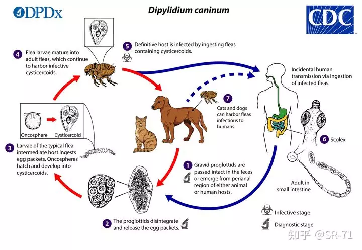 1、猫绦虫节片会在人身上存活吗:绦虫节片会从身体吗？