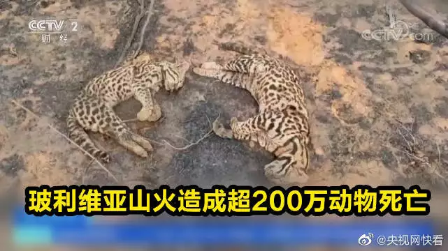 1、山头火猪与金鸡婚配吗:鸡跟猪相配吗？