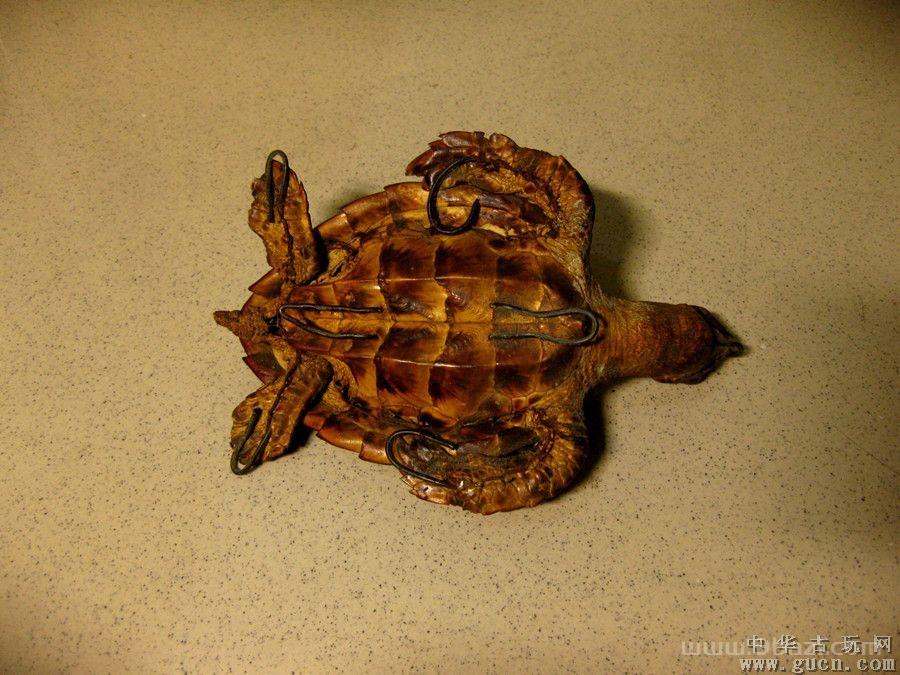 家中放置乌龟标本好吗：乌龟的标本放到家里什么位置示意图