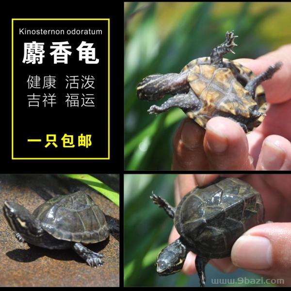 水性最好的深水龟排行：谁知道什么乌龟最识水性？