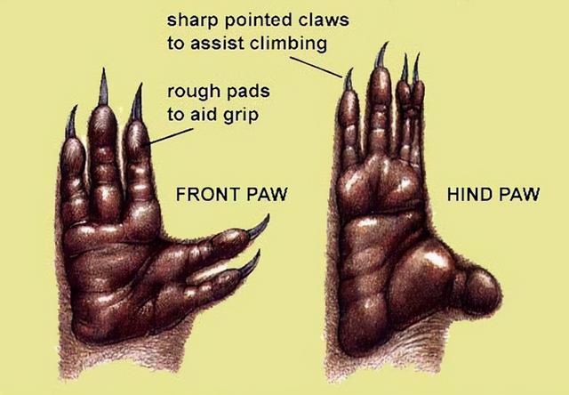 手上有四根线是什么意思，右手小指四道纹有寓意吗