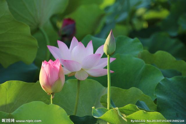 八字算命流年流月桃花