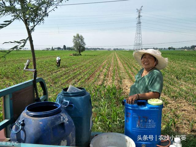 八字地老虎幼虫图片