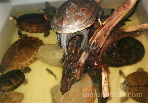 适合家养的大型龟不：养陆龟么，会坐牢么，养什么陆龟才不会