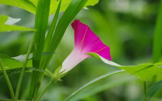 戊申日女命婚姻特点