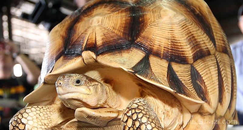 世界最贵的龟排名价格：什么龟是陆龟中价格最贵的?