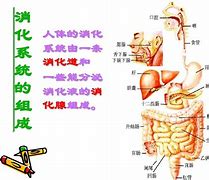 什么样的八字生殖器大