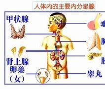 什么样的八字生殖器大