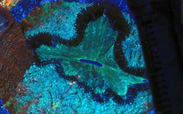 八字脑珊瑚繁殖