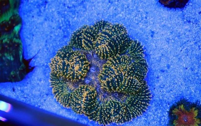 八字脑珊瑚繁殖