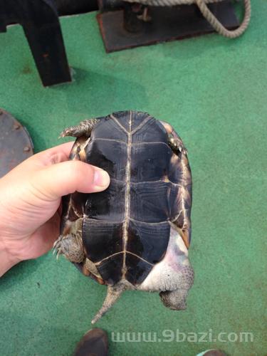 乌龟一动不动发臭是不是死了：小龟龟死后会臭多长时间？