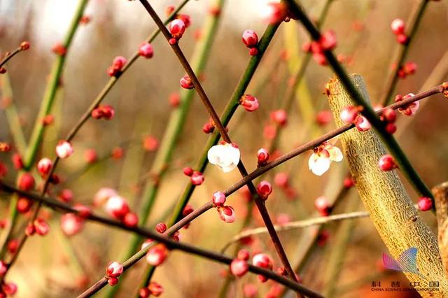 算命免费牛年