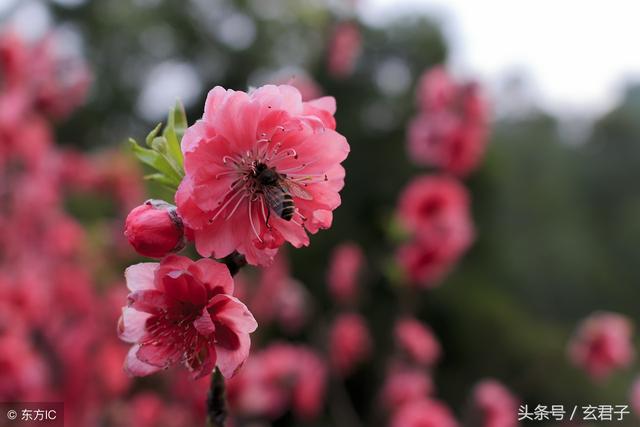 要预防烂桃花迷惑的八字