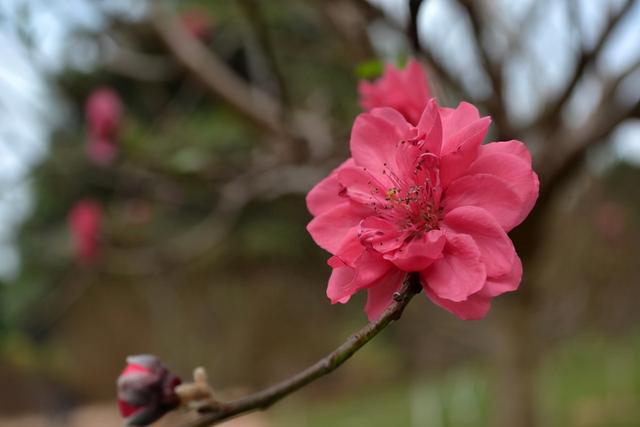 免费生辰八字正桃花运