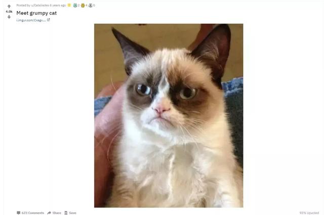 八字脸猫的图片搜索