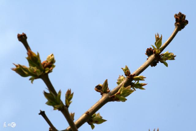 八字什么季节桃花运好