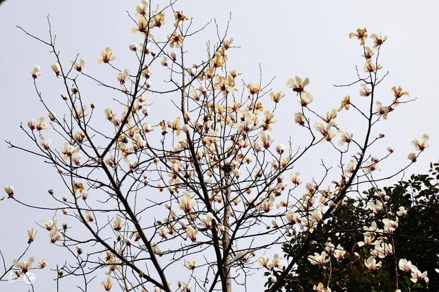 八字什么季节桃花运好