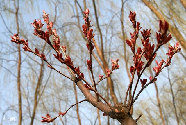 八字什么季节桃花运好