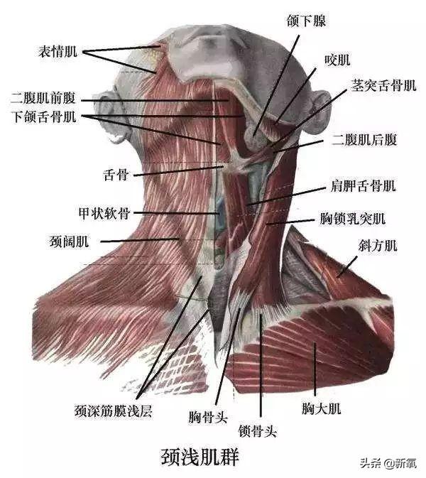 刘亦菲八字