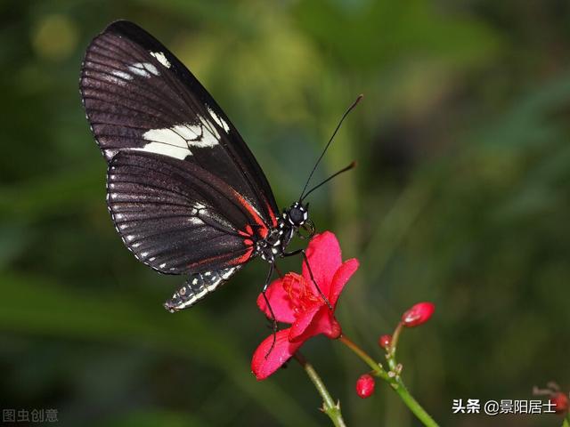 景阳居士算八字多少钱