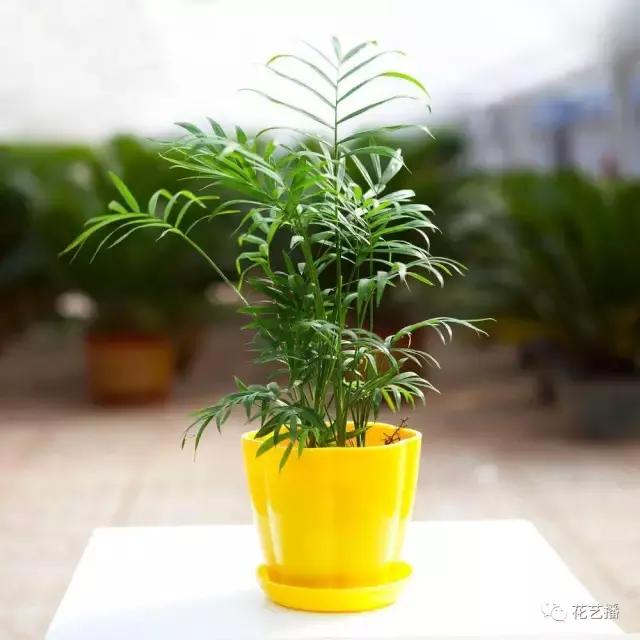 八字五行喜什么植物