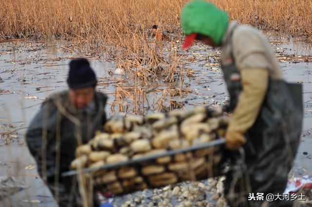 全民不求人称重八字须