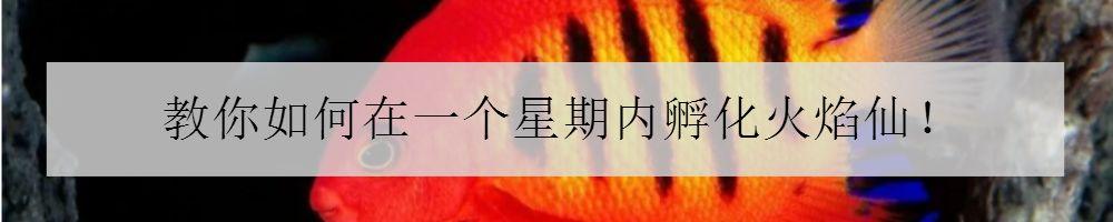 珊瑚八字脑怎么不开