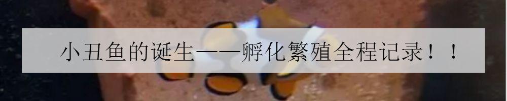 珊瑚八字脑怎么不开