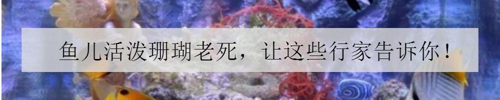 珊瑚八字脑怎么不开