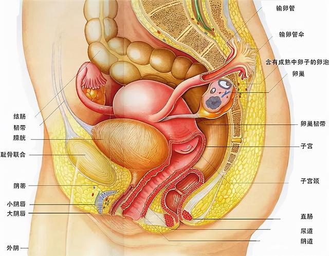 八字生殖器官的分析