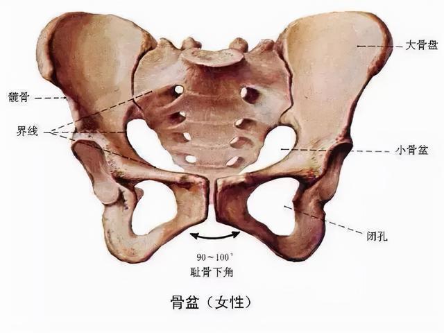 八字生殖器官的分析