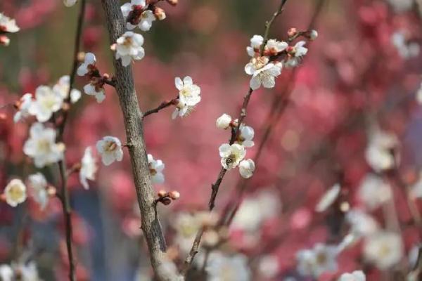 算八字花生树枝头