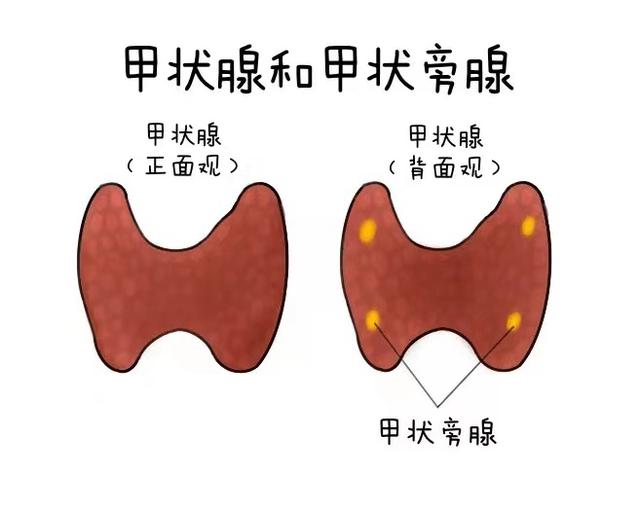 钙元素八字广告词