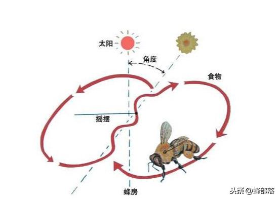 蜜蜂的八字舞视频直播