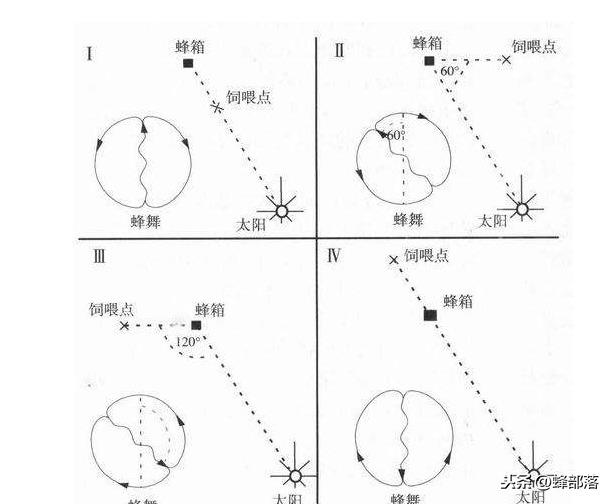 蜜蜂的八字舞视频直播