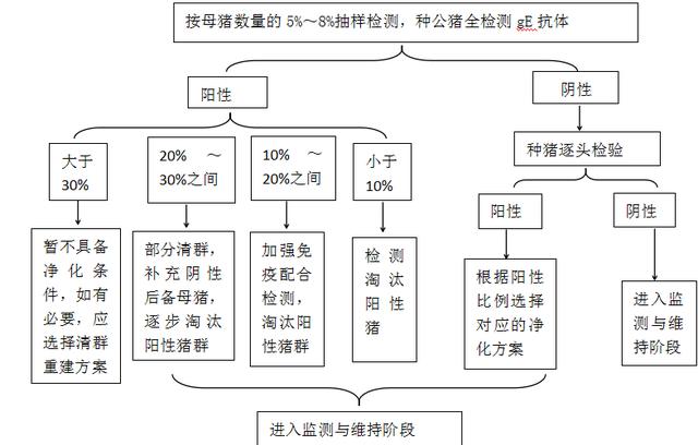 为什么有些细菌呈八字状