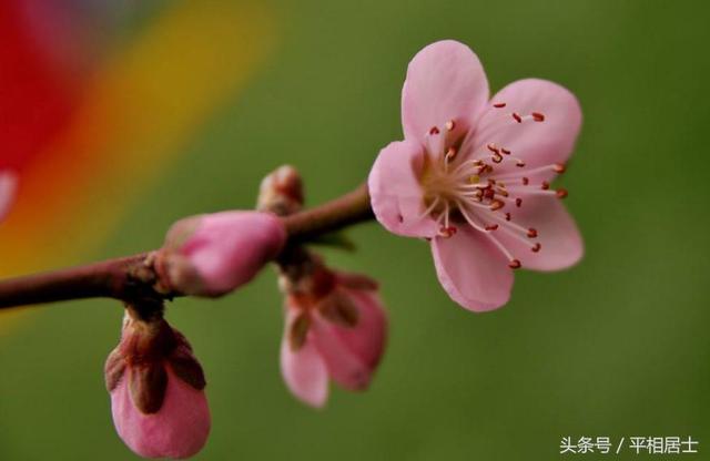 八字野桃花免费测算 八字测算命中桃花