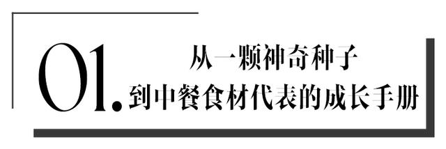 八字送玄机是什么生肖