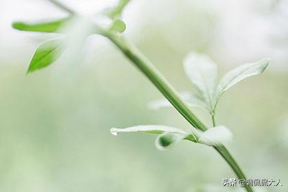 生辰八字查询雨