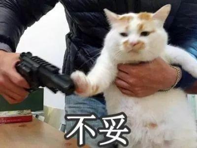 免费算命找猫