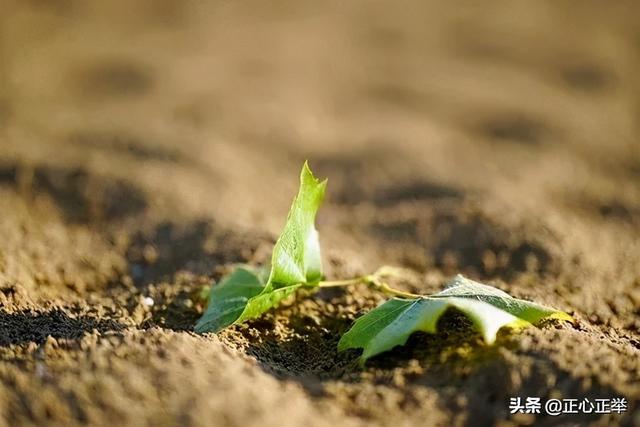 八字纠结的命运是指