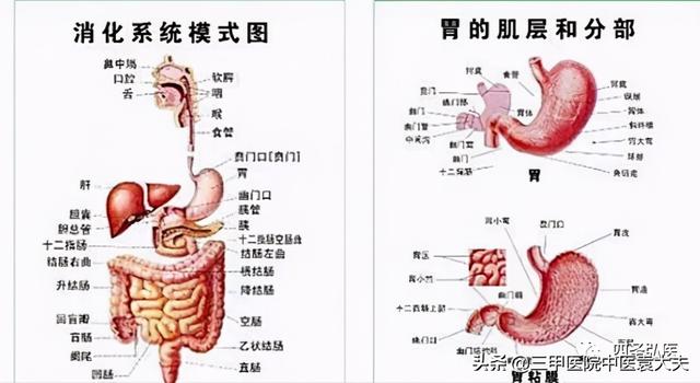 八字五行流通与身体健康