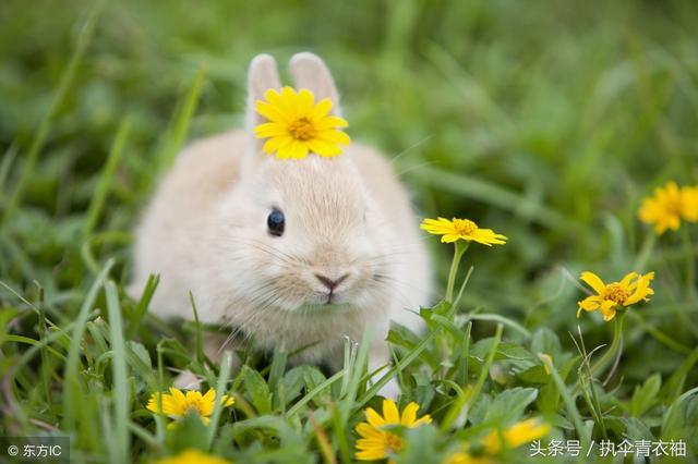 2018年紫薇运势免费