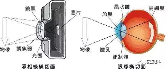 八字疗法眼病反应点