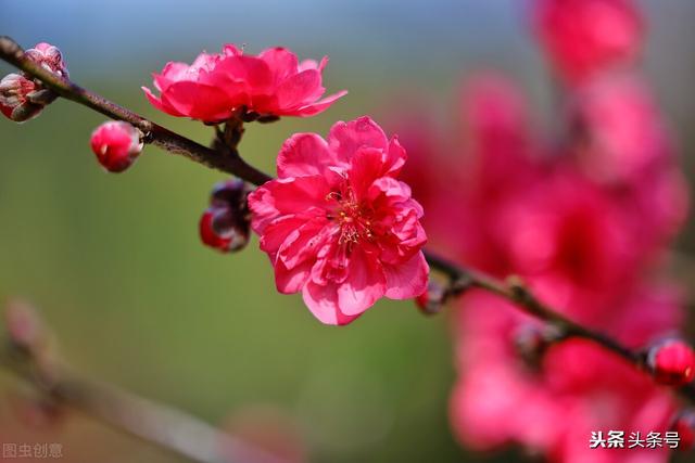 生辰八字免费测算桃花