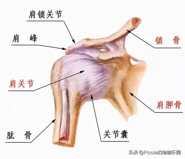 肋骨八字下硬棒棒