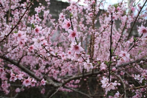 八字看桃花免费