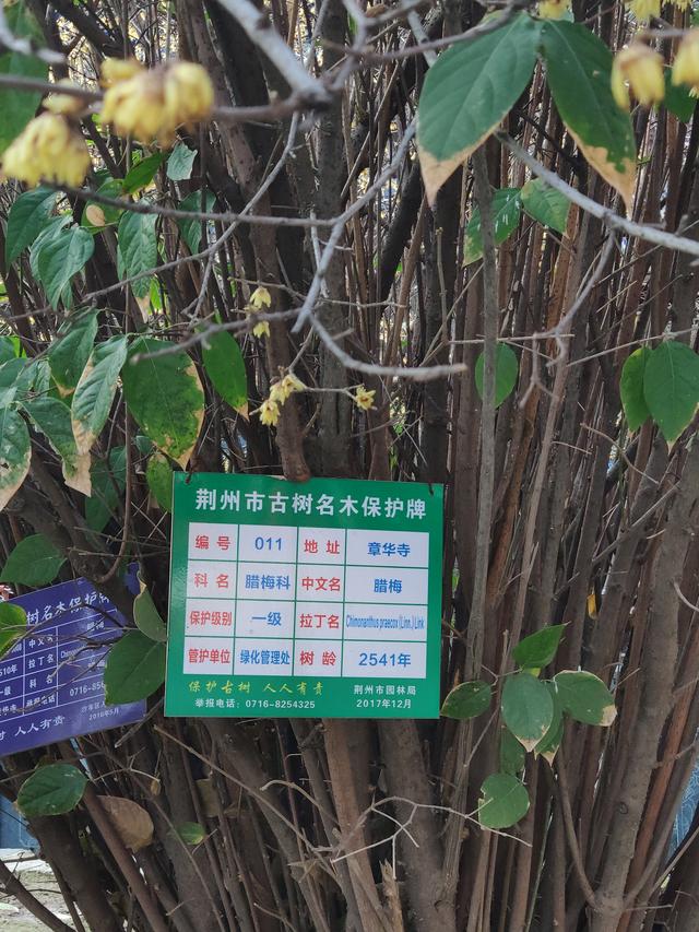 荆州章华寺算八字