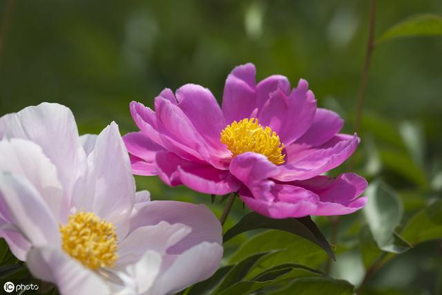 盲派八字取像医生药